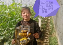 黄瓜使用菌生力微生物菌剂冲施肥效果好