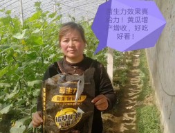 黄瓜使用菌生力微生物菌剂冲施肥效果好